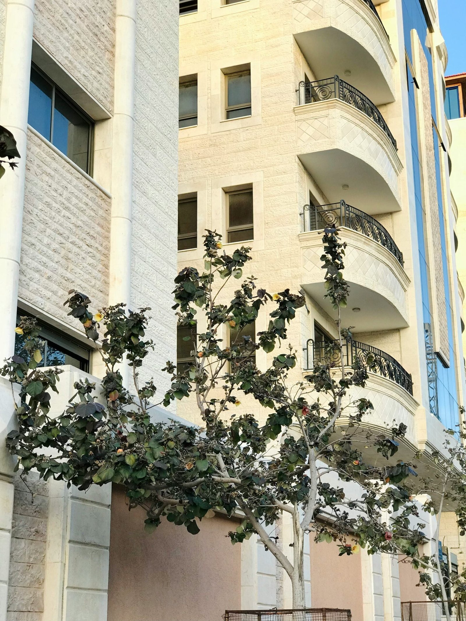 a tree in front of a building with balconies